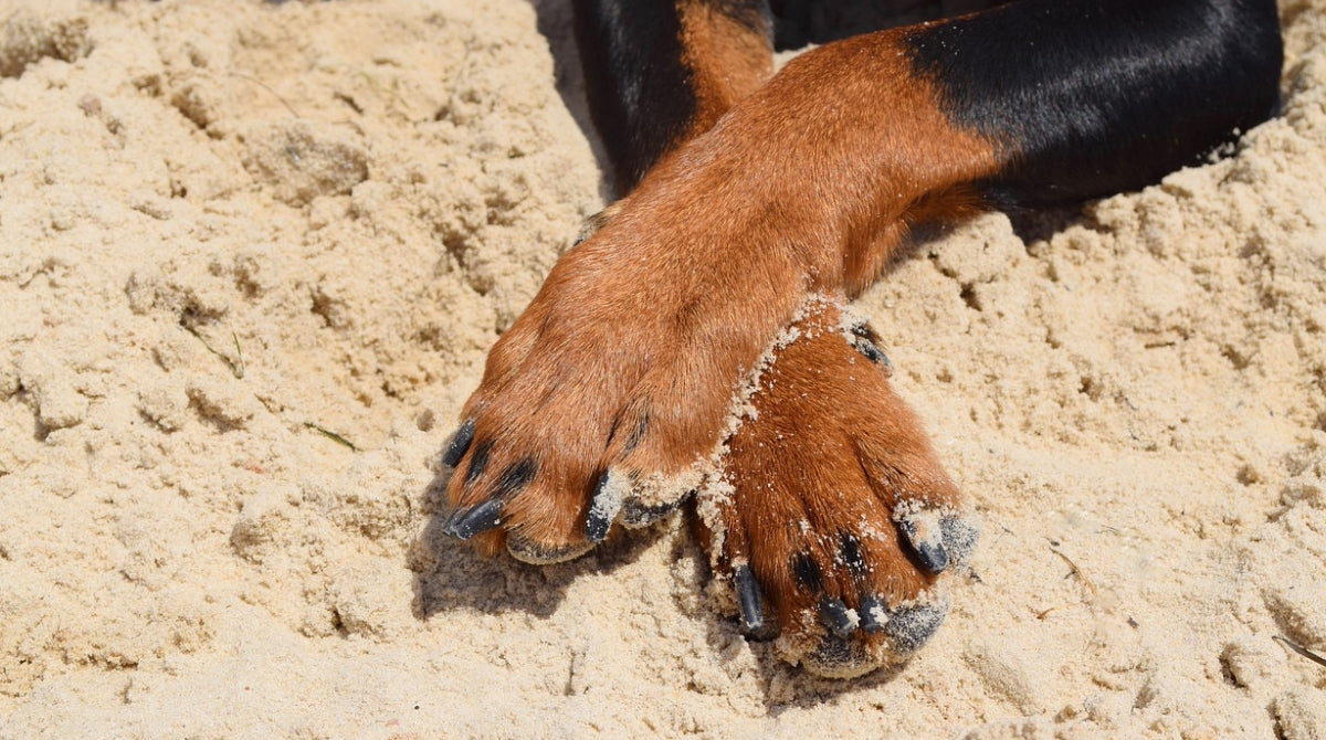 Hund Jucken Die Pfoten